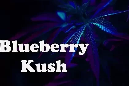 Blueberry Kush Premium E-Liquid