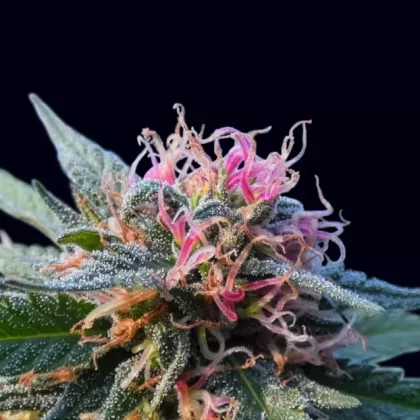 Wall Art | Lenticular 3D – Bubba Kush | 14″ x 18″