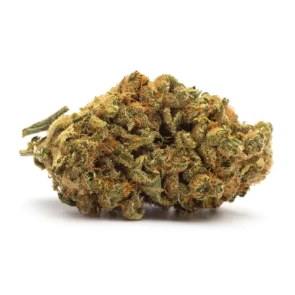 TWD. Indica