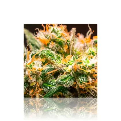 Wall Art | lenticular 3D – Orange Haze Bud | 16″ x 16″