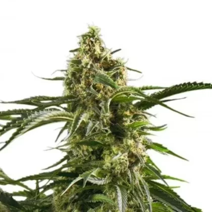 Cherry AK Autoflower Seeds - Amount#6>12>24